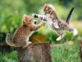 /album/animales/descarga-jpg/