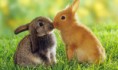 /album/animales/dia-mundial-de-los-animales-jpg/